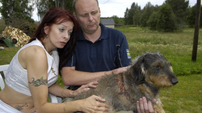 Taxtiken Pingla med husse och matte, Joakim Gustafsson och Karina Rannamaa. Pingla &ouml;verlevde trots att vargen redan hade henne i sina k&auml;ftar. Fr&aring;gan &auml;r om hon kan bli &aring;terst&auml;lld, fysiskt och psykiskt.