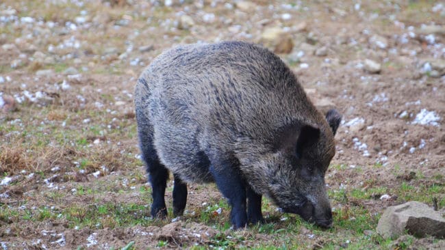 Antalet inskickade trikinprover från fällda vildsvin ökade kraftigt under förra året.
