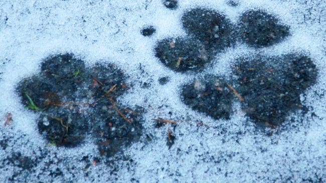 Surt efterspel i den så kallade vargjaktshärvan med lågt skadestånd för tre års lidande.