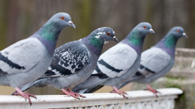 Duvpest har konstaterats hos vilda duvor i Varbergs kommun.