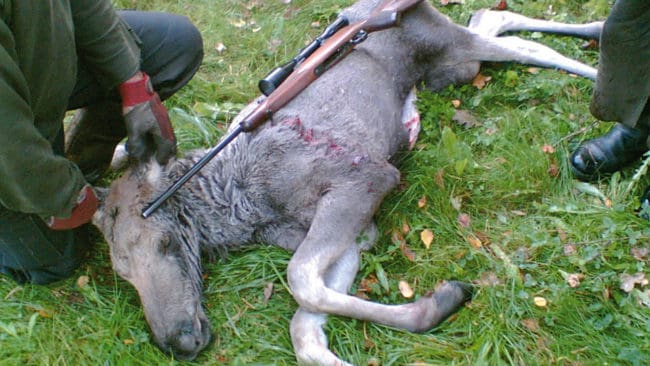 Taniga kalvar, som väger cirka tio kilo mindre än normalt, har fällts under älgjakten i Norrbotten. Kalvarna har fått för dåligt med mjölk från älgkorna efter den extrema vintern och sommaren. (Arkivbild)