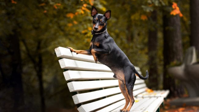 Dvärgpinscher är en populär och alert liten sällskapshund, ursprungligen råttfångare, som ska väga 4–6 kilo.