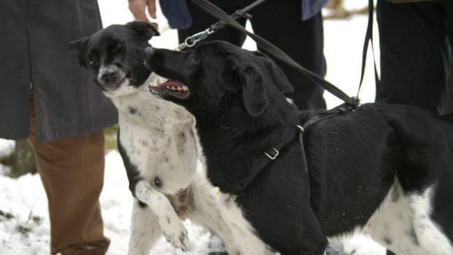 Trots att alla hundar härstammar från vargen uppvisar de mer variation i storlek, utseende och beteende än något annat däggdjur.