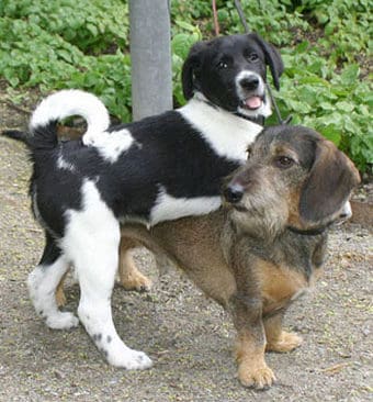 Nyregistreringar av hund kostar 70 kronor och ägarbyte blir gratis från första april.