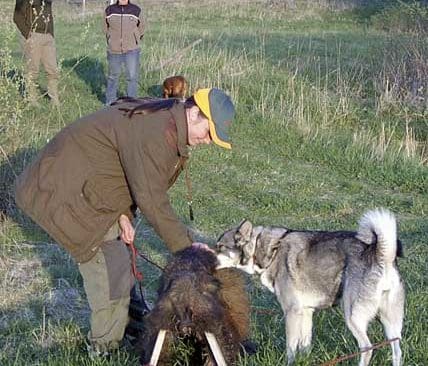 Tr&auml;ning av hund f&ouml;r efters&ouml;k. Lyckade efters&ouml;k kan ofta inte g&ouml;ras med bandad hund. Varken tr&auml;ning eller skarpa efters&ouml;k kan utf&ouml;ras om hunden sl&auml;pps i vargmarker. Det blir om&ouml;jligt att uppr&auml;tth&aring;lla svensk lagstiftning vad g&auml;ller efters&ouml;k p&aring; skadat vilt, h&auml;vdar debatt&ouml;ren Calle Seleborg.&nbsp;