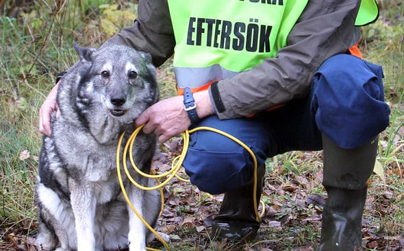 Bojkotten mot efters&ouml;k p&aring; trafikskadat vilt b&ouml;rjar sprida sig igen &ndash; &auml;ven i norra Sverige.
