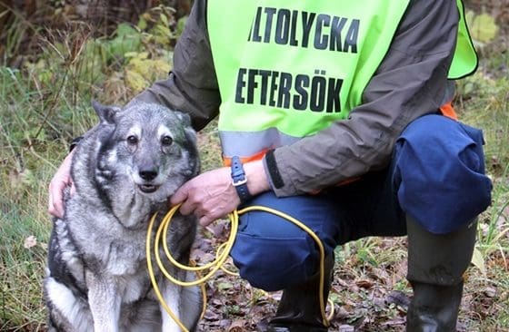 Polisen flaggar för att kraven på svenska eftersöksekipage ska skärpas.