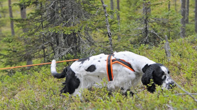 Vallentunavargen spåras av hundekipage medan länsstyrelsen i Stockholm funderar på hur den norska problemvargen ska hanteras sedan den dödat en andra hund. (Arkivbild)