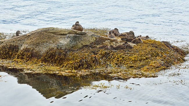 Häckande ejdrar har det svårt i Ålands yttre skärgård på grund av att havsörnsstammen blivit större.