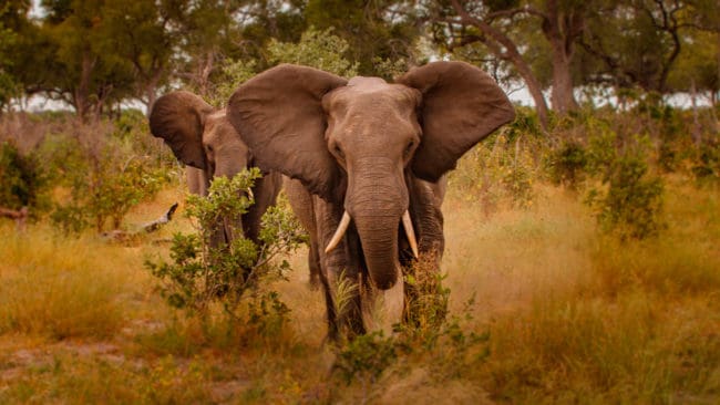 En grupp elefanter anföll ett jägarsällskap i Zimbabwe. Det slutade med att den kände yrkesjägaren Theunis Botha från Sydafrika dödades när hamnade under en skjuten elefanthona. (Arkivbild)