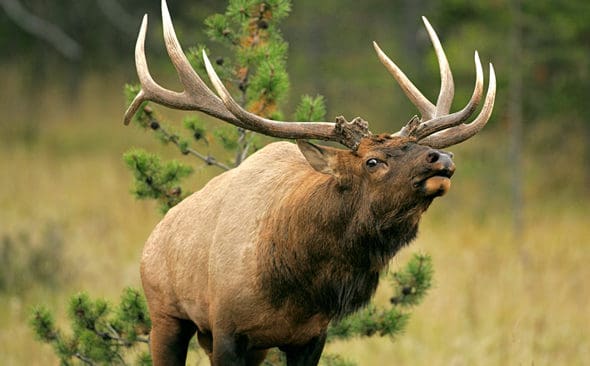 Elk (wapiti) tillhör ett av de största hjortdjuren.