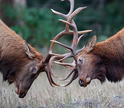 Det kan bli h&aring;rda uppg&ouml;relser mellan&nbsp;wapitihjortar. Hjorten nummer tio fr&aring;n Yellowstone blev TV-k&auml;ndis n&auml;r han hade reviruppg&ouml;relser p&aring; stadsgator. Nu har tian blivit vargmat.