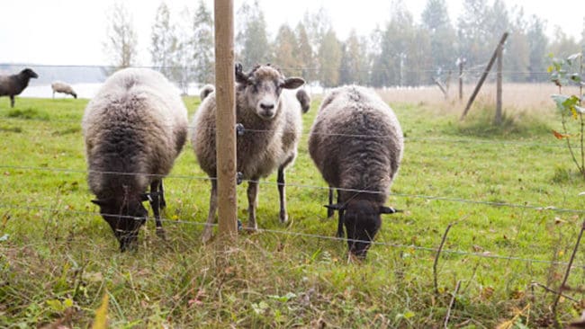 Femtrådigt elstängsel runt fårhage. Men hur effektivt skydd är eltrådarna mot vargangrepp?