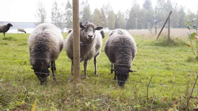 Att pengarna till rovdjursavvisande stängsel är slut är "ett av de större administrativa bakslagen under flera års rovdjursförvaltning", enligt Per Ahlqvist på Länsstyrelsen i Örebro län.