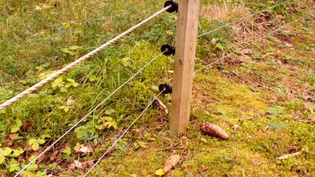 Stängsel som ger elstötar ska stoppa vildsvin med svinpest från att ta sig in i Frankrike från Belgien. Frivilliga har ryckt ut för att bygga gränsstängslet. (Arkivbild)