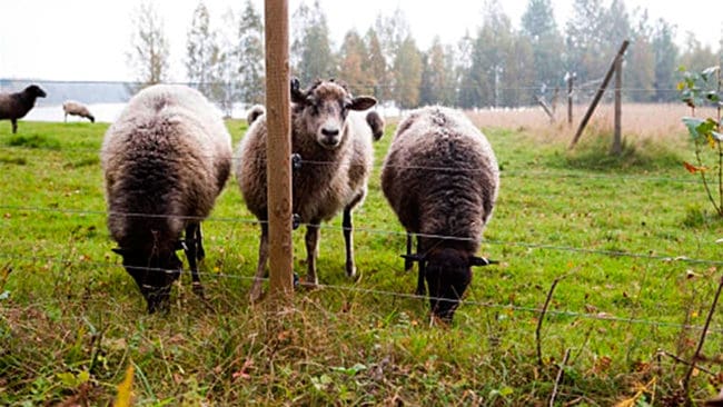 Åtta får dödades av varg i helgen i en hage med femtrådigt elstängsel i Lysvikstrakten i Sunne kommun i Värmland. (Arkivbild)