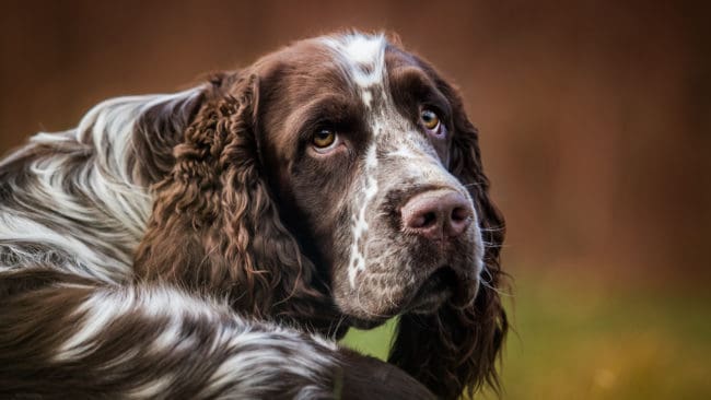 Kvinnan har två engelsk springer spaniel-hanar som blev attackerade av ett "monster" när de släpptes ut kopplade i trädgården. Hundarnas skador ska besiktas av länsstyrelsen. (arkivbild)