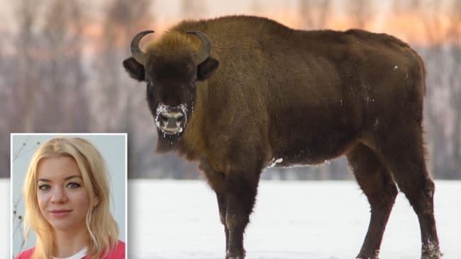SLU-forskaren Erica von Essen skriver om rewildingrörelsen, som bland annat vill återinföra visent i Sveriges natur. ”Moraliskt sett kommer rewilding alltid att vara ett moment 22”, konstaterar hon.