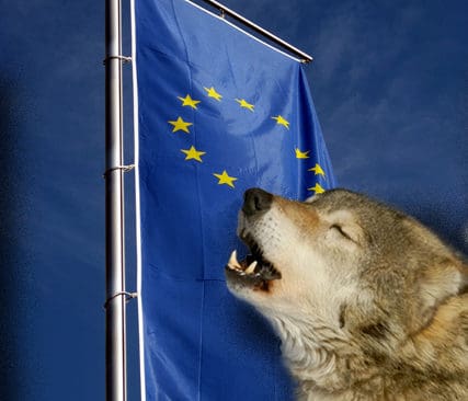 Eu kr&auml;ver kontroll. Alla beslut om skyddsjakt p&aring; varg i Sverige, oavsett ja eller nej, ska skickas till EU.