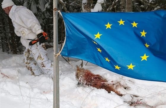 I dag kommer svar på om regeringen står upp bakom riksdagsbeslutet om svensk vargjakt.