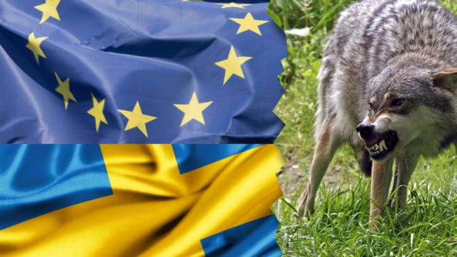 I kväll kom Sveriges svar på EU-kritik av den svenska vargpolitiken.