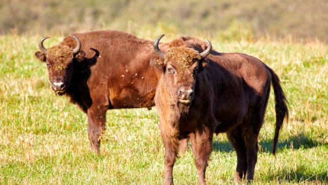 Bison ska få jagas i Polen, enligt ett myndighetsbeslut. Men djurrättsaktivister protesterar.