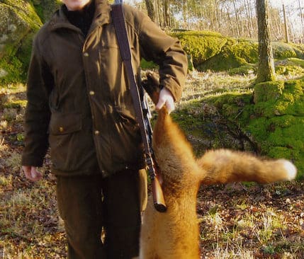 Evy Lundberg i Fjärås gjorde en lyckad debut när det gäller vakjakt på räv.