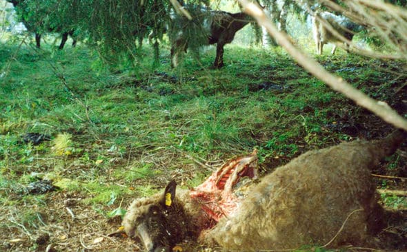 Vargrivet f&aring;r p&aring; f&auml;bodbete. Nu har regeringen beslutat att det ska g&ouml;ras en utredning om hur landsbygdsf&ouml;retag drabbas ekonomiskt av de stora rovdjuren.