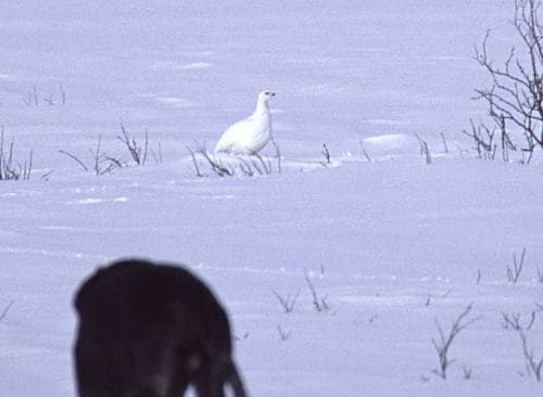 Fågelhund på väg mot ripa. Ripjägare undrar hur de ska göra med risken för fågelinfluensa. Hur skall man göra när man passar fågel och kan man äta köttet?
