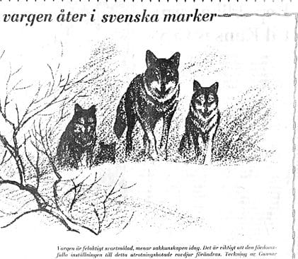 S&aring; h&auml;r s&aring;g det ut i Nya Wermlands-Tidningen 1976 n&auml;r Naturskyddsf&ouml;reningens Mart Marend ber&auml;ttade om Projekt Varg. &rdquo;Vargen &auml;r felaktigt svartm&aring;lad, menar sakkunskapen idag. Det &auml;r viktigt att den f&ouml;rdomsfulla inst&auml;llningen till detta utrotningshotade rovdjur f&ouml;r&auml;ndras&rdquo;, f&ouml;rkunnas det i bildtexten till Gunnar Brusewitz-teckningen.