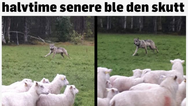 Norska TV 2 har publicerat bilder av Björn Vidar Teppen på vargen som inte vek undan trots rop och stenkastning sedan den angripit flera får i norska Trysil. Det blev stopp på vargen först när den sköts med en blykula.