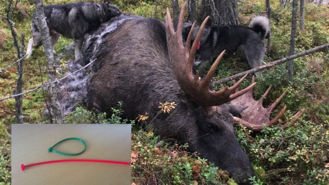 Det kritiserade kravet på att fällda älgar i Norrbotten omedelbart ska märkas med en plomb slopas.