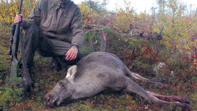 I fem fall har älgjakten gått till åklagare sedan jaktlag i Västerbotten varken anmält fällda älgar till länsstyrelsen eller betalat fällavgifter. (Arkivbild)