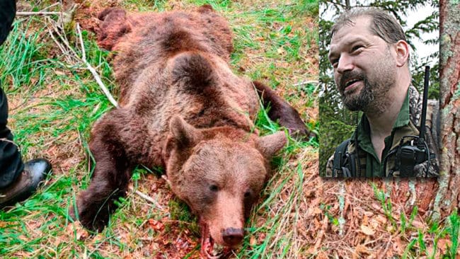 Den skadskjutna björnhonan på cirka 90 kilo fälldes på stånd i en tätning sedan Rasmus Boströms två mer erfarna hundar fått stopp på honan.