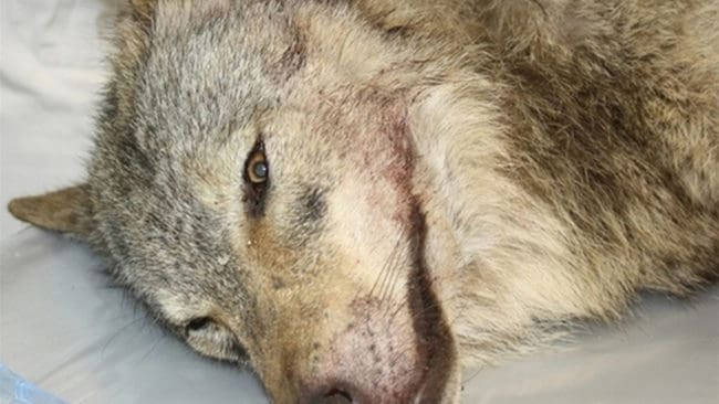 Senckenberg-institutet i Tyskland har konstaterat att det inte finns hund-dna i proverna från den skjutna vargtiken.