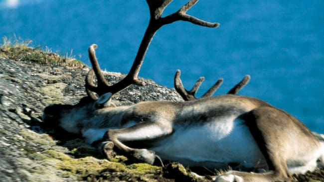 I samband med kampanjen att skjuta bort alla vildrenar på Nordfjella i Norge har två av de fällda djuren testats positivt för sjukdomen CWD. (Arkivbild)