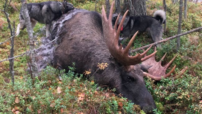 Värmen på uppåt 20 grader den här veckan innebär att det var rätt att senarelägga starten av älgjakten i Vindeln i Västerbotten till den 15 september, tycker jaktledaren i Abborrtjärns viltvårdsområde. (Arkivbild)