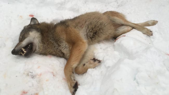 Så länge det bara skjuts cirka 18 vargar per år bedömer Naturvårdsverket att länsstyrelserna även i fortsättningen kan få fortsätta besluta om skyddsjakter.