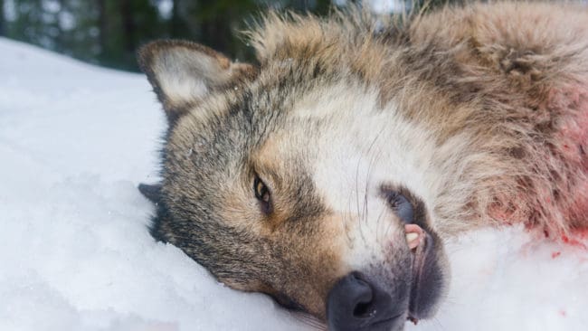 Rovviltsnämnderna i tre fylken i den norska vargzonen vill att det ska fällas 36 vargar i vinter om tre flockar tas bort. Miljödirektoratet vill freda en flock.