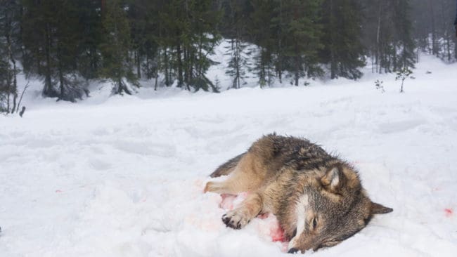 Vargjakten i Norges vargzon har gått snabbt. 15 av 16 vargar har fällts.