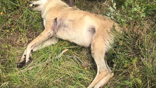 Det var Snapphanen som sköts vid ett kalhygge utanför Osby under bockjaktens första morgon.