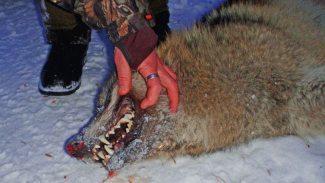 Att den fjärde ungvargen fällts i Rackstadreviret kommer inte att lösa problemen med vargattacker mot jakthundar i området, enligt jaktledaren. (Arkivbild)