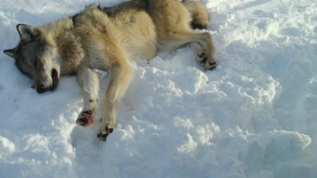 I går fälldes en vargtik i Vidalnreviret och idag fälldes en femte varg i Stora Bör. Det innebär att det bara återstår två vargar i årets licensjakt på varg, en varg i Stora Bör och en i Vidaln. (Arkivbild)