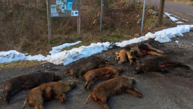 Jordbruksverket vill ändra Jaktlagen så att Naturvårdsverket eller länsstyrelserna kan beordra jakt på vildsvin vid bland annat rastplatser för lastbilar, så inte vildsvin kan äta sopor från utlandet där det kan finnas svinpestsmitta.