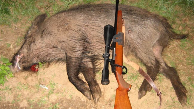 Rätt bedriven är åteljakten på vildsvin spännande och säker.