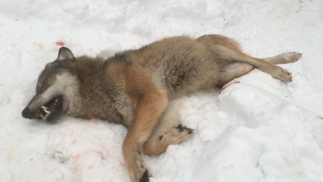 Det går undan i licensjakten på varg. Till lunch första jaktdagen var redan fem av de 22 vargarna borträknade från kvoten. Här är varghannen på 44,5 kilo som fälldes under hunddrev i Nyskogen i Gävleborg.