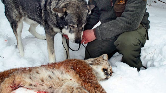 Statens veterinärmedicinska anstalt, SVA, lägger inte ut information om avskjutningen i årets licensjakt på lodjur och hänvisar till rovbase.se.