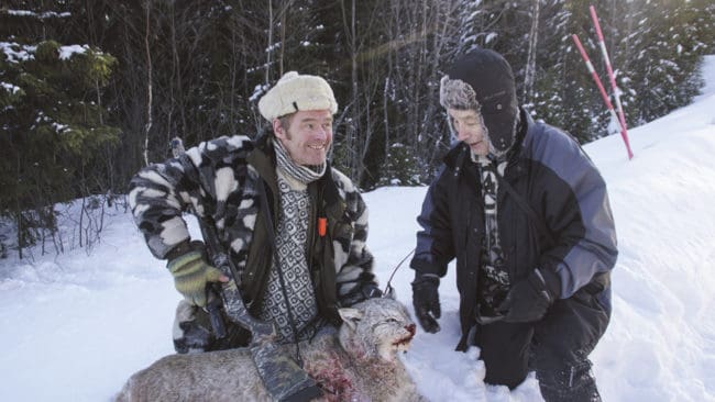 Licensjakten på lodjur i Gävleborg tog slut redan klockan 09:45 på premiärdagen när det femte fällda lodjuret rapporterades till länsstyrelsen. (Arkivbild)
