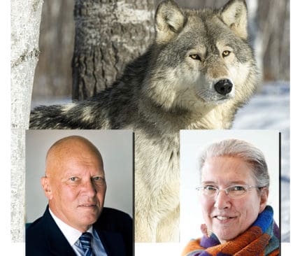 Familj med inflytande &ouml;ver vargen. Eva Th&ouml;rnel&ouml;f, chef f&ouml;r de tj&auml;nstem&auml;n som nu jobbar med fr&aring;gan om hur m&aring;nga vargar Sverige ska ha, &auml;r gift med rovdjursutredare Lars-Erik Liljelund.