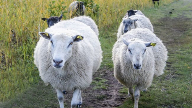 Förutom att åtta får dödades så skadades en tacka i samband med vargangreppen. (arkivbild)